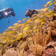Illustration for article titled Were Now Seriously Considering Geoengineering Coral Reefs to Save Themem/em